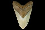 Huge, Fossil Megalodon Tooth - North Carolina #124456-1
